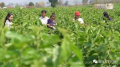 中國對外投資合作國别指引： 緬甸農業投資