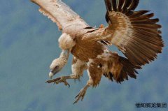 在緬甸面臨絕種危機的秃鹫鳥